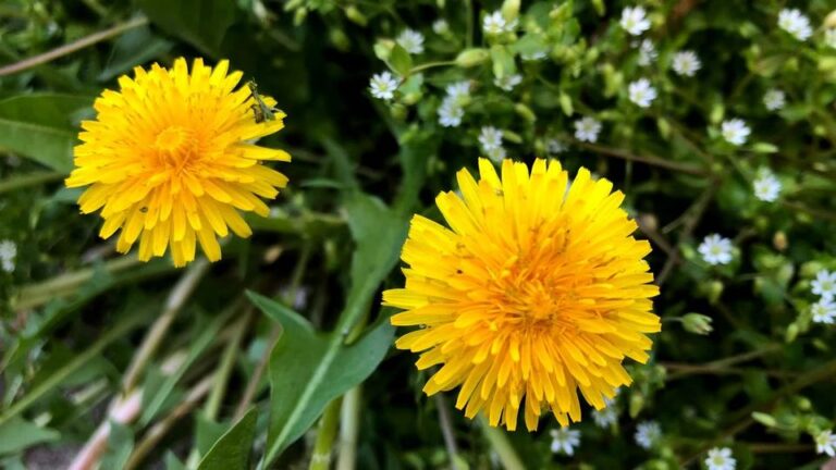 The Health Benefits and Healing Properties of the Dandelion Plant