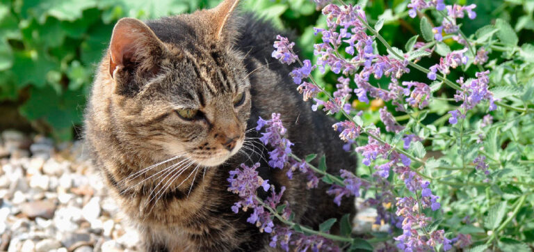 Beyond Cats: The Surprising Health Benefits of Catnip for Humans