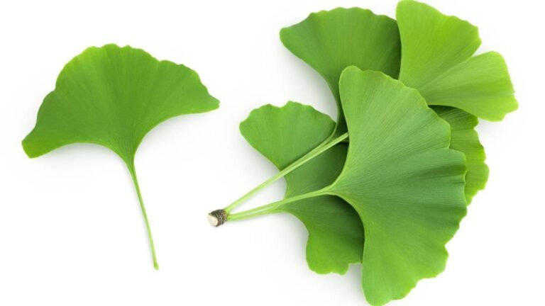 Ginkgo Biloba and Its Benefits for Memory and Mental Performance